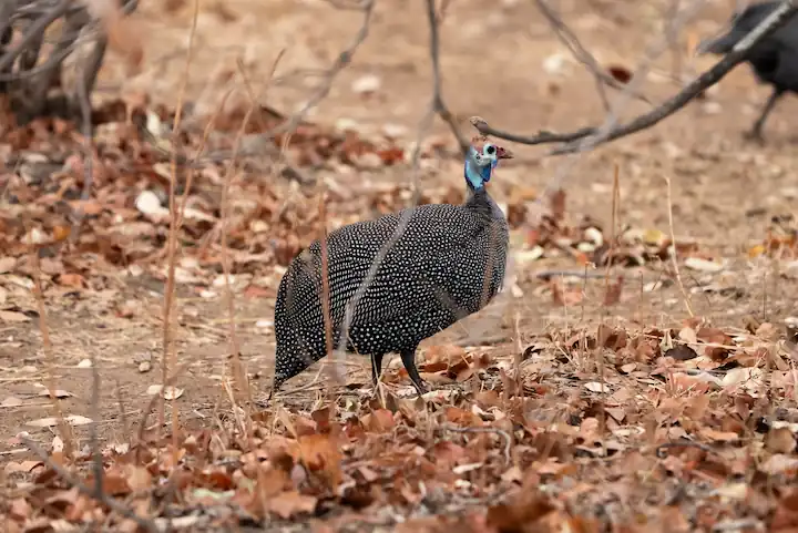 Guineafowl in Mopane Foliage