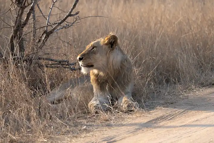 Lazy Lion in Kruger National Park