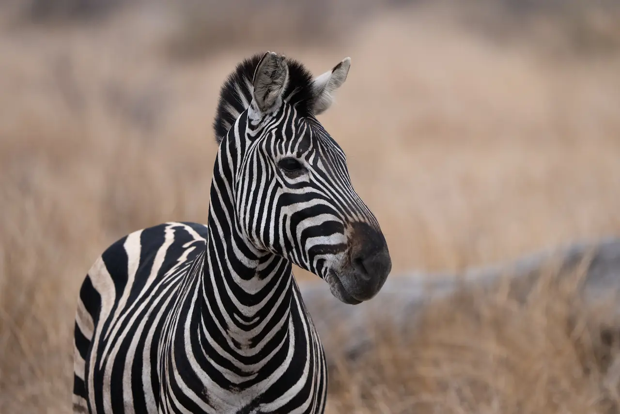 Zebra Posing Beautifully in Kruger National Park